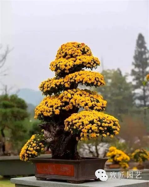 植物盆景|最常见的三十六种盆景植物